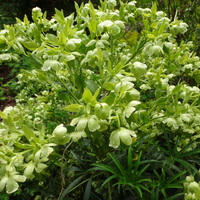 Helleborus foetidus 